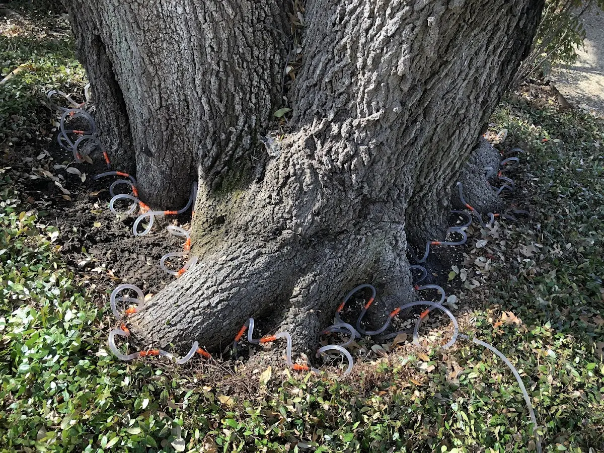Detailed Tree Cabling and Bracing job site in Norman Park