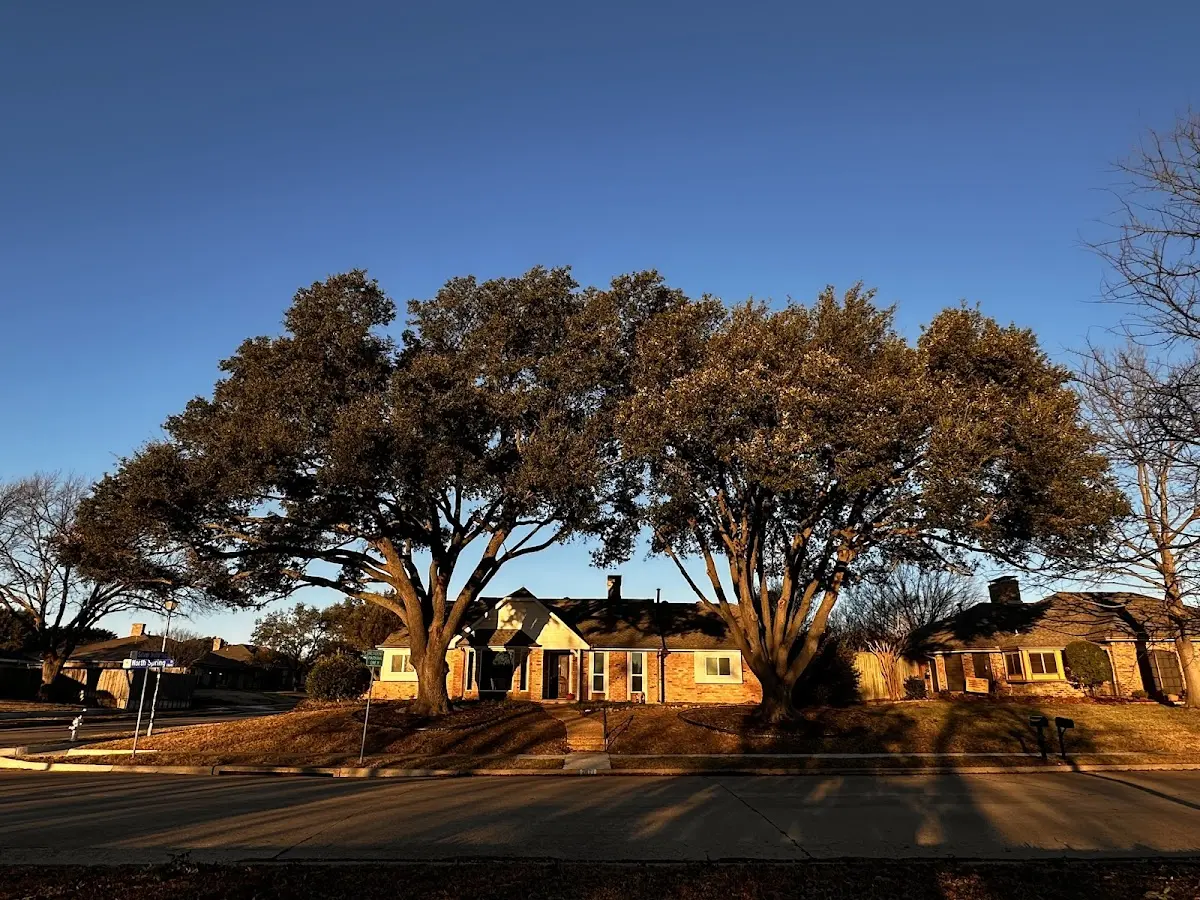 Established residential canopy tree shading a home in Norman Park